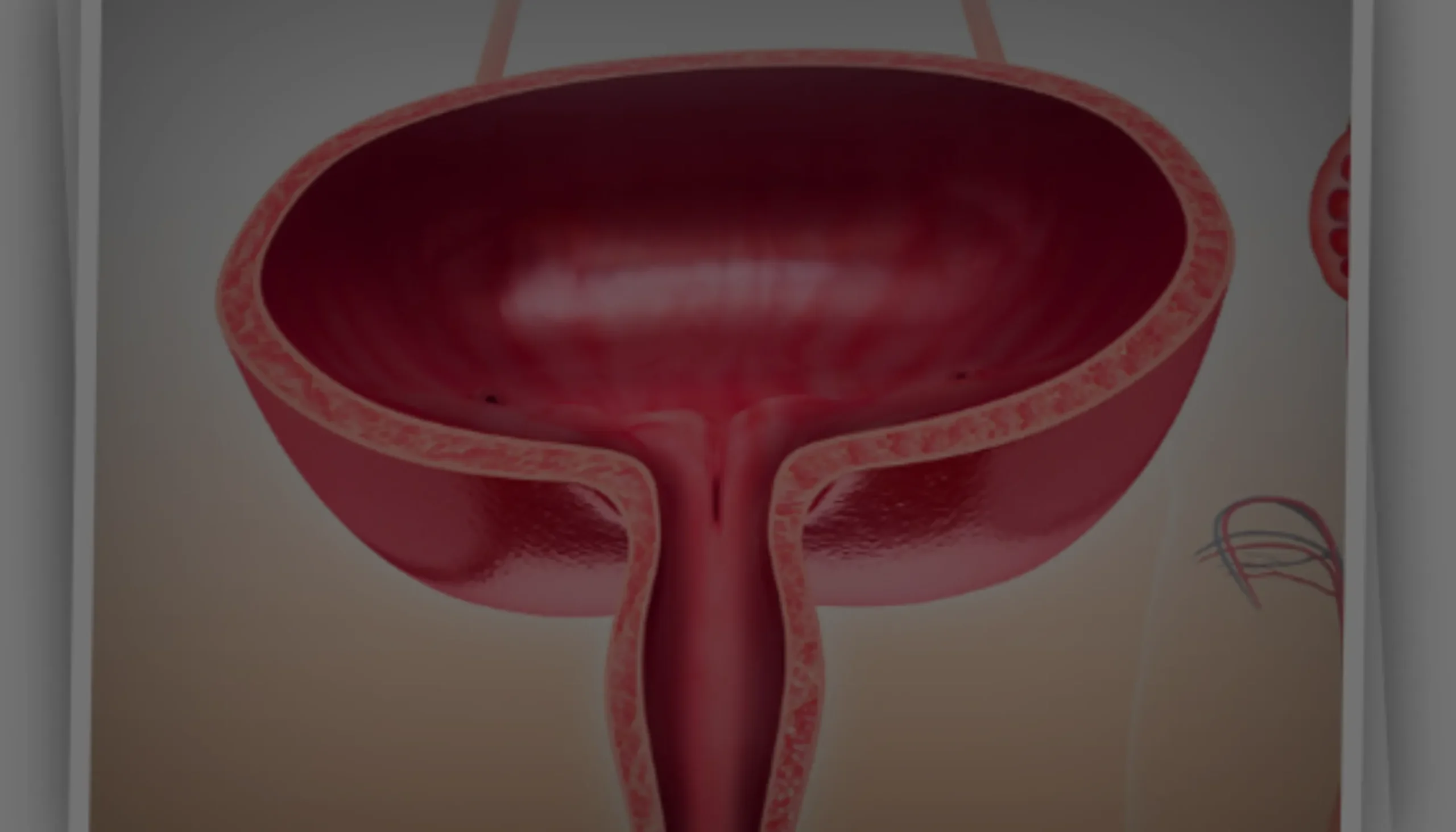 mesane-boynu-yuksekligi